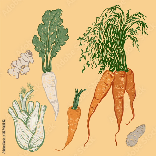 Vector vegetable doodle set of Jerusalem artichoke, ginger, daikon and carrot. Hand-drawn garden harvest sketch with vintage texture. Tasty food for design, veggie market drawing print, background.