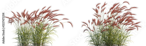  grass Hordeum jubatum isolated png on a transparent background premium realistic cutout (foxtail barley, bobtail barley, squirreltail barley, and intermediate barley) photo