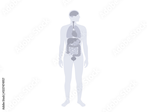 Human internal organs