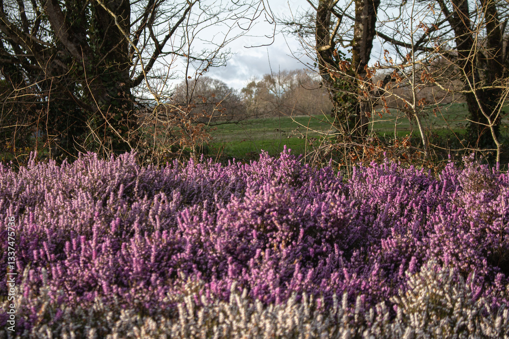 field of lavender in Whales UK field of lavender in Whales UK