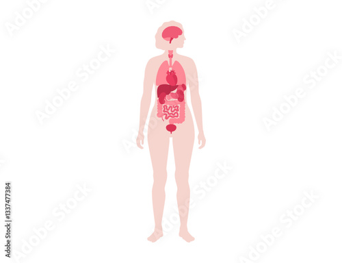 Human internal organs