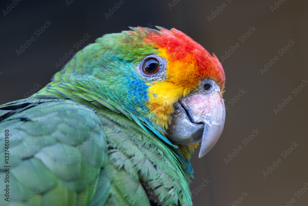 Fototapeta premium Red-browed Amazon (Amazona rhodocorytha) - Endemic to Brazil's Atlantic forests, near extinction