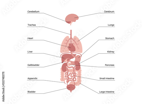 Human internal organs