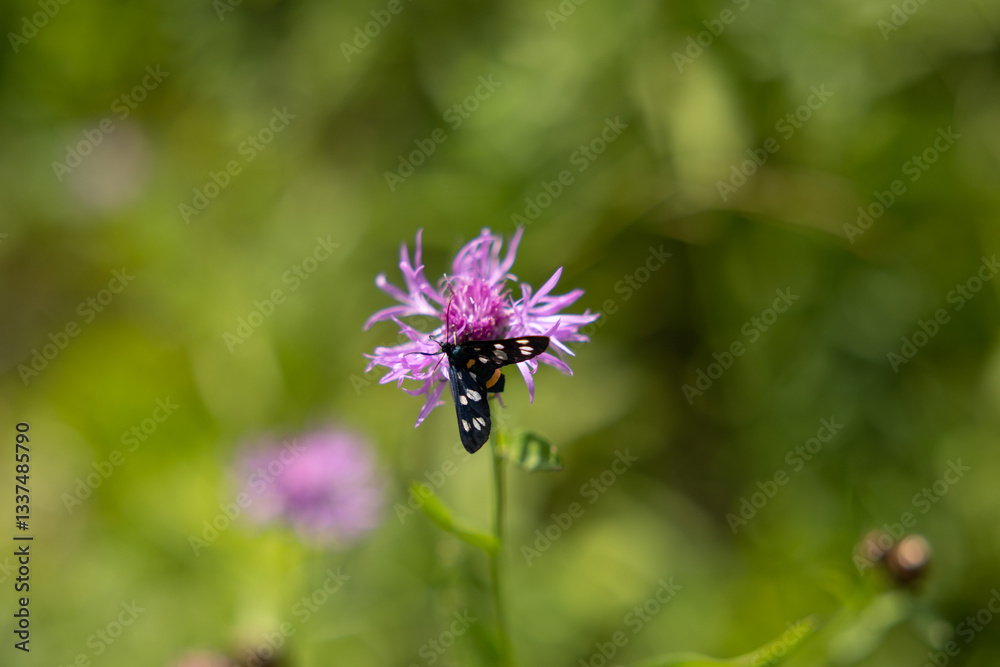 vista macro di una falena nera, con puntini bianchi, su un fiore color magenta, di giorno, con sfondo sfuocato e verde, in estate