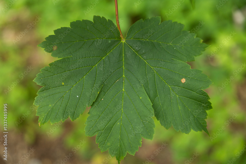 vista macro frontale di una grande foglia di forma palmata e di colore verde