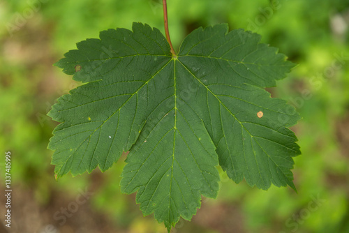 Obraz na płótnie vista macro frontale di una grande foglia di forma palmata e di colore verde w salonie