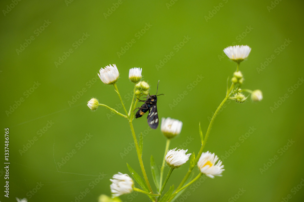 vista macro di una falena dal corpo nero e puntini bianchi su un piccolo fiore bianco, in estate
