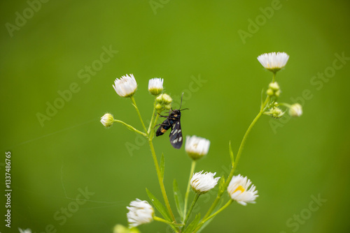 Obraz na płótnie vista macro di una falena dal corpo nero e puntini bianchi su un piccolo fiore bianco, in estate w salonie