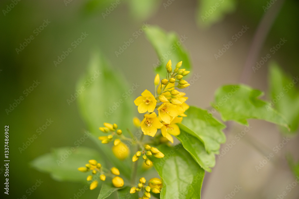 vista macro di una pianta con vari fiori di colore giallo maturi ed immaturi, in estate