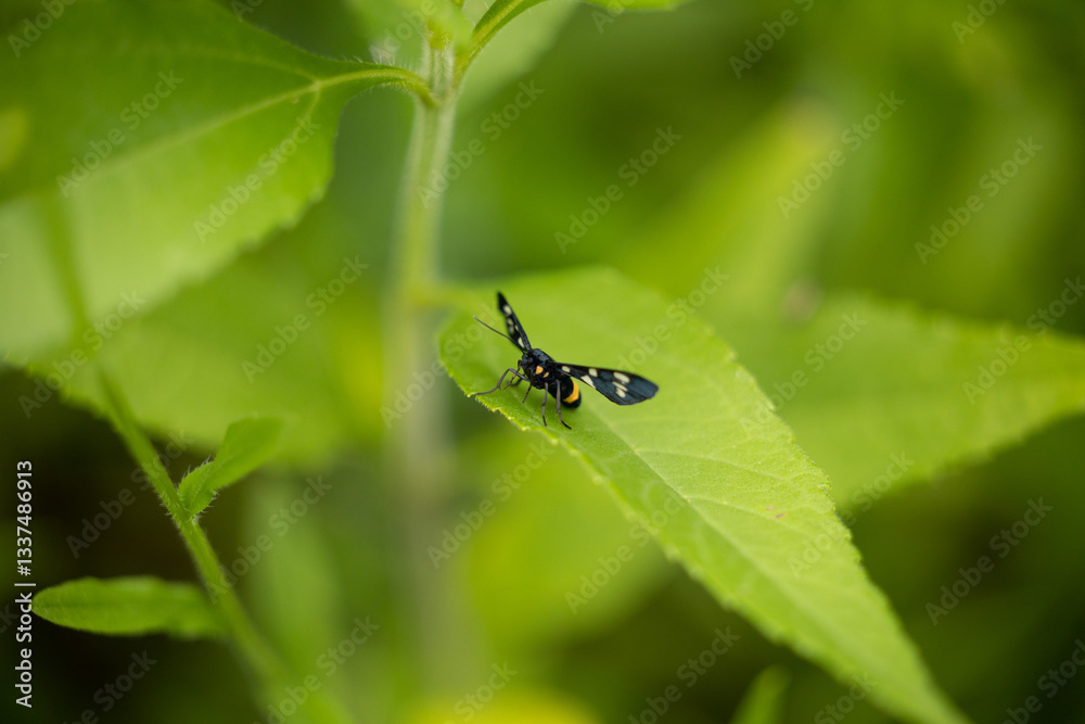 vista macro di una falena dal corpo nero e puntini bianchi su una foglia verde di una pianta selvatica, in estate