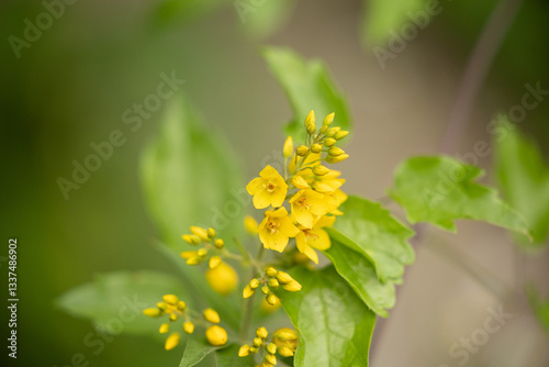Obraz na płótnie vista macro di una pianta con vari fiori di colore giallo maturi ed immaturi, in estate w salonie