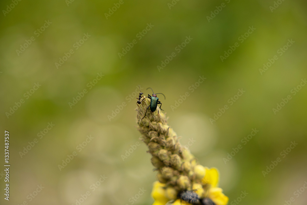 vista macro di due insetti diversi sulla cima di una grande pianta floreale su sfondo sfuocato verde