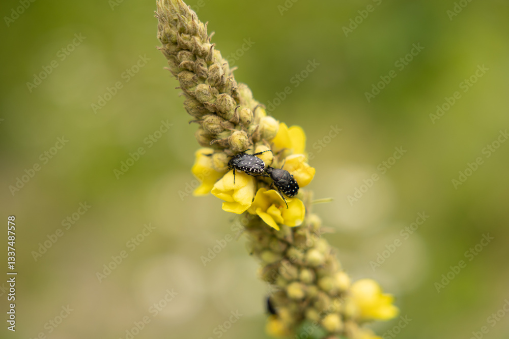 vista macro di una coppia di insetti scuri in cima ad una pianta dai fiori gialli, di giorno, in estate