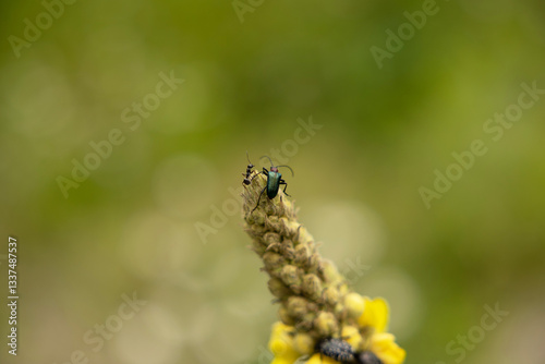 Obraz na płótnie vista macro di due insetti diversi sulla cima di una grande pianta floreale su sfondo sfuocato verde w salonie
