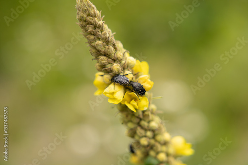 vista macro di una coppia di insetti scuri in cima ad una pianta dai fiori gialli, di giorno, in estate