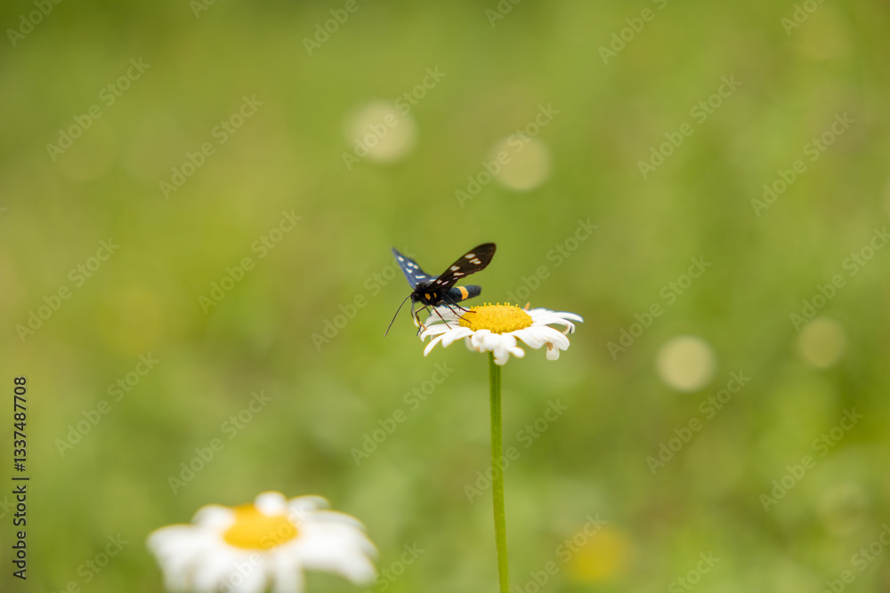 vista macro di una falena di colore nero su un fiore dai petali bianchi su sfondo sfuocato verde
