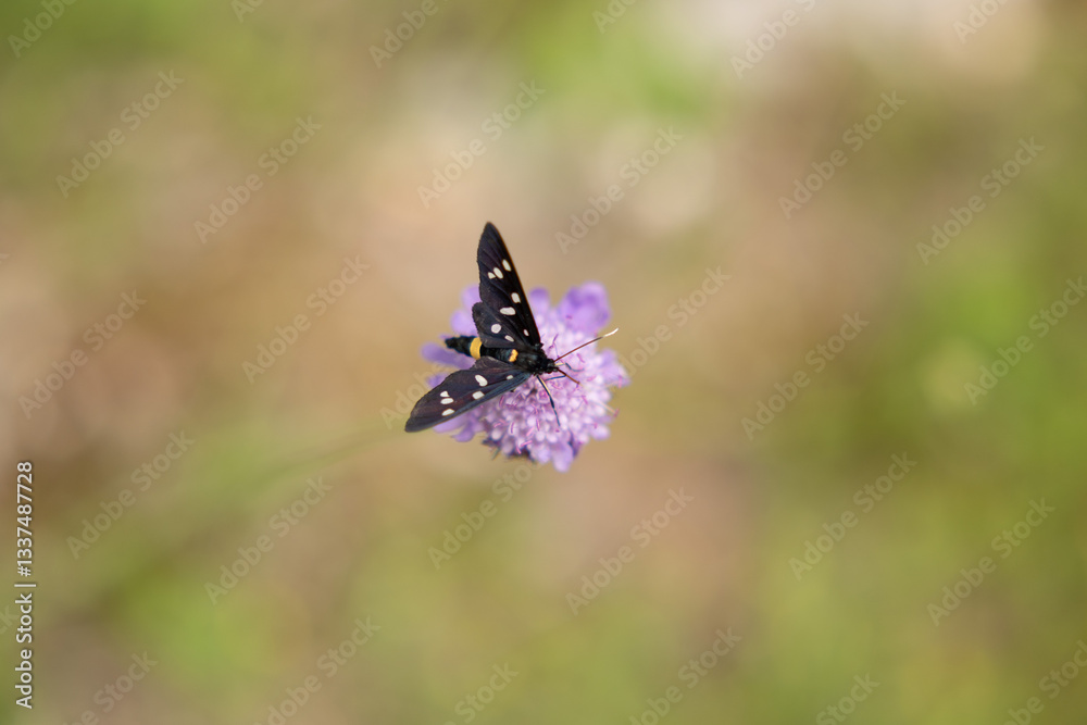 vista macro di una falena dal corpo nero e puntini bianchi su un piccolo fiore rosa, in estate