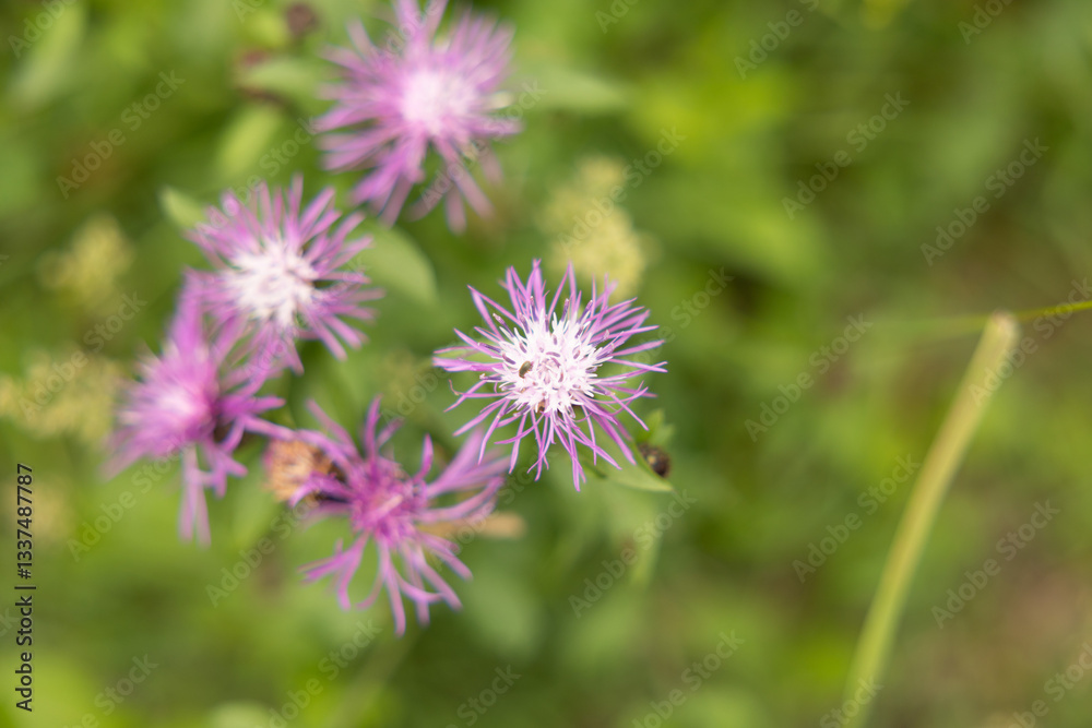 vista macro dei fiori di colore rosa e magenta di una pianta estiva e selvatica, in un ambiente naturale