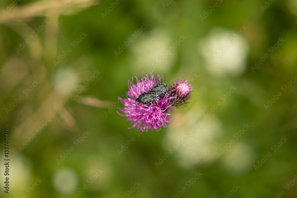 vista macro dall'alto di alcuni insetti scuri su un fiore selvatico di colore magenta, in un campo naturale in estate vista macro dall'alto di alcuni insetti scuri su un fiore selvatico di colore magenta, in un campo naturale in estate