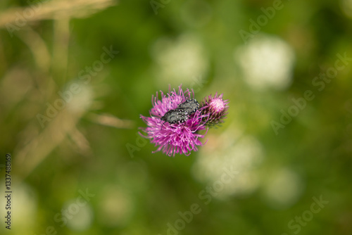 Obraz na płótnie vista macro dall'alto di alcuni insetti scuri su un fiore selvatico di colore magenta, in un campo naturale in estate w salonie