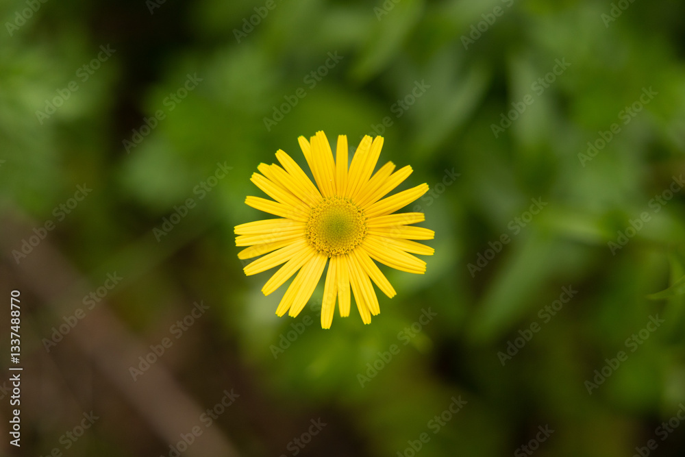 vista macro da sopra di un fiore di colore giallo su sfondo sfuocato verde
