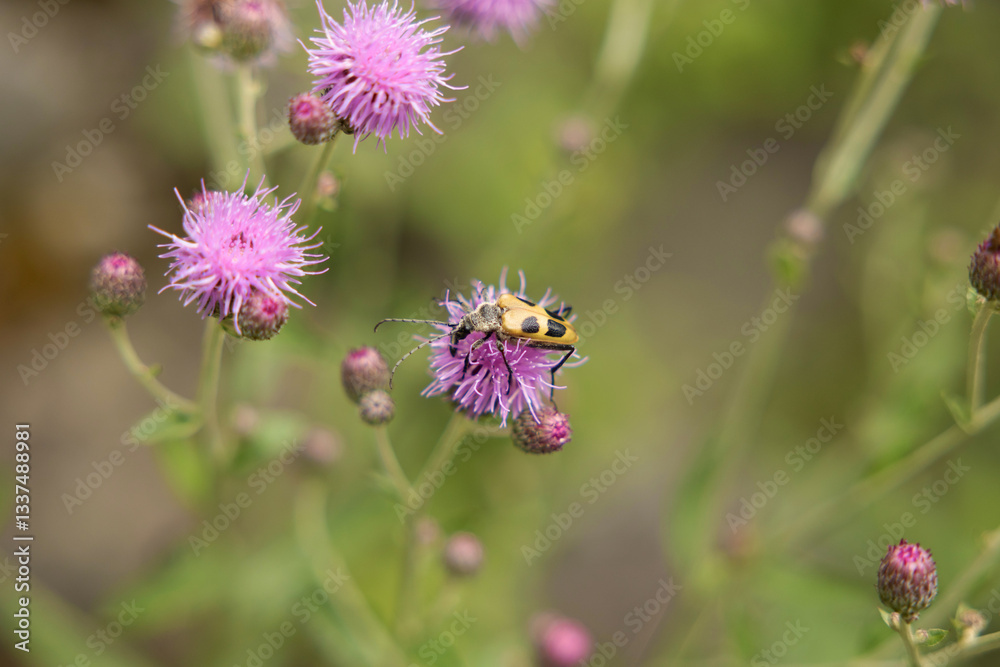 vista macro di un insetto giallo e nero su un fiore rosa, di giorno, in estate, all'aperto, in un ambiente naturale vista macro di un insetto giallo e nero su un fiore rosa, di giorno, in estate, all'aperto, in un ambiente naturale
