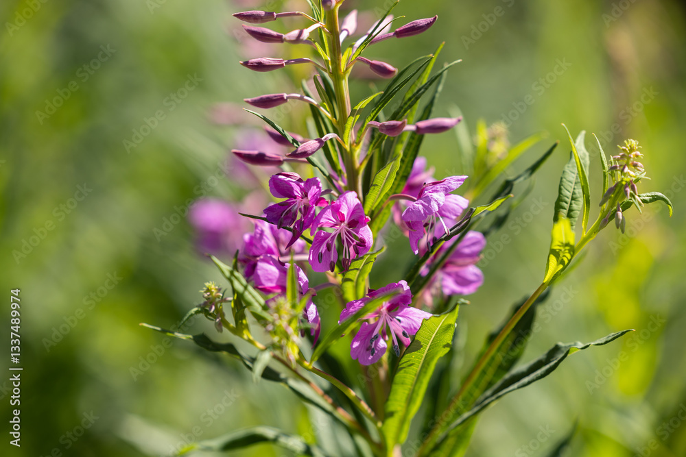 vista macro di una pianta selvatica con bellissimi fiori color magenta e rosa