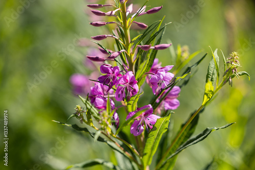 Obraz na płótnie vista macro di una pianta selvatica con bellissimi fiori color magenta e rosa w salonie