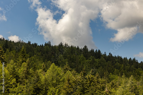 Obraz na płótnie dettaglio di una grande foresta verde lungo i pendii di una montagna, con cielo azzurro e parzialmente nuvoloso, di giorno, in estate w salonie
