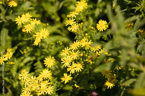 Obraz na płótnie pianta selvatica con tanti piccoli fiori gialli in primo piano, di giorno, in estate w salonie