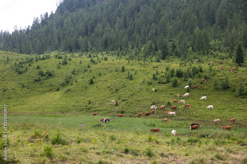 gregge di mucche al pascolo in un campo erboso in un ambiente naturale di montagna nel nord Italia, di giorno, in estate