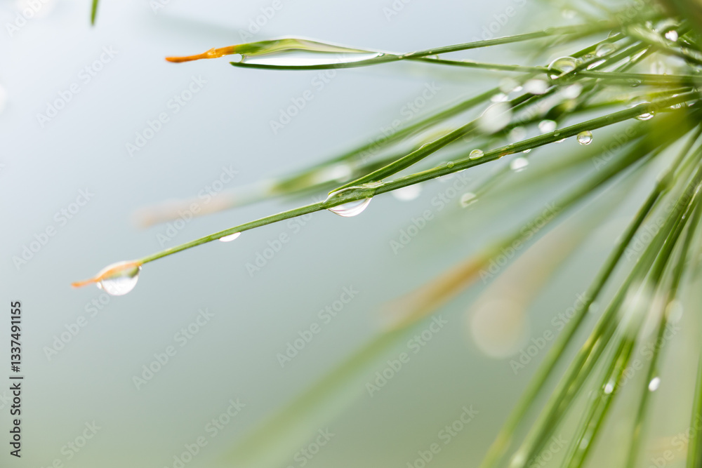 vista ultra macro degli aghi verdi di un albero di pino con gocce di pioggia su sfondo chiaro e sfuocato
