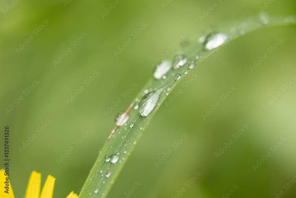 vista ultra macro dettagliata di fili d'erba di colore verde bagnati da goccioline d'acqua piovana su sfondo sfuocato