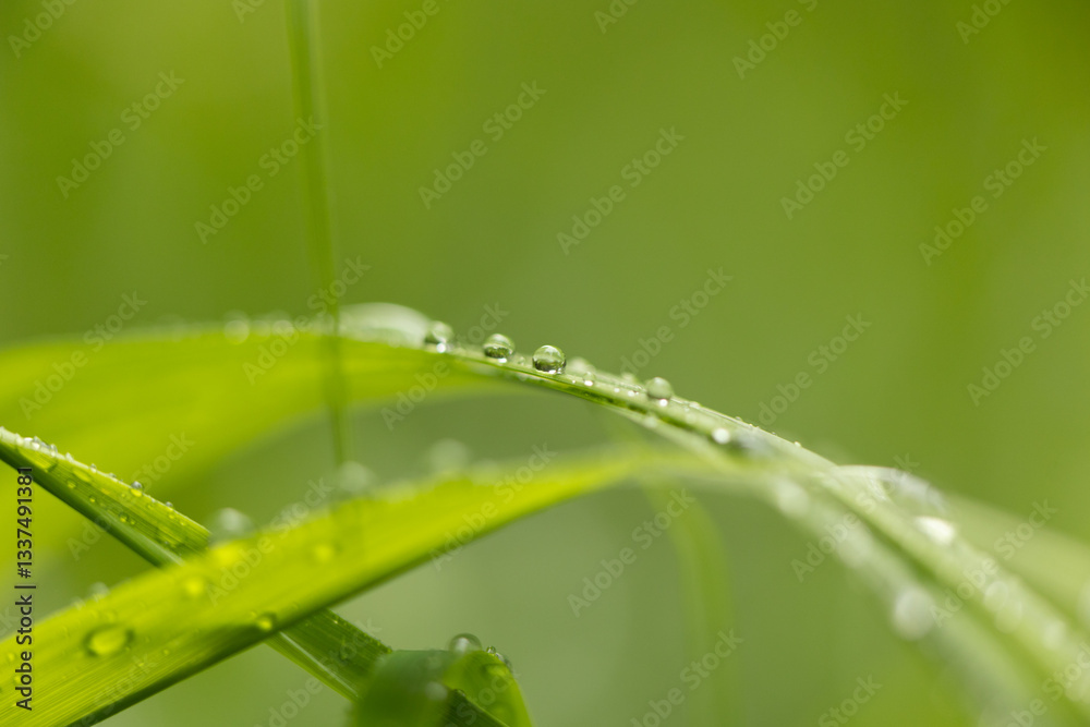 vista ultra macro dettagliata di fili d'erba di colore verde bagnati da goccioline d'acqua piovana su sfondo sfuocato