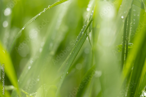vista ultra macro dettagliata di fili d'erba di colore verde bagnati da goccioline d'acqua piovana su sfondo sfuocato