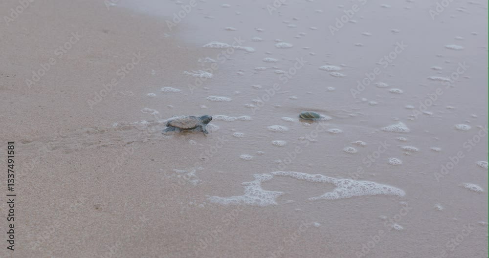 a loggerhead turtle hatchling walking to the water at mon repos beach in bundaberg, australia