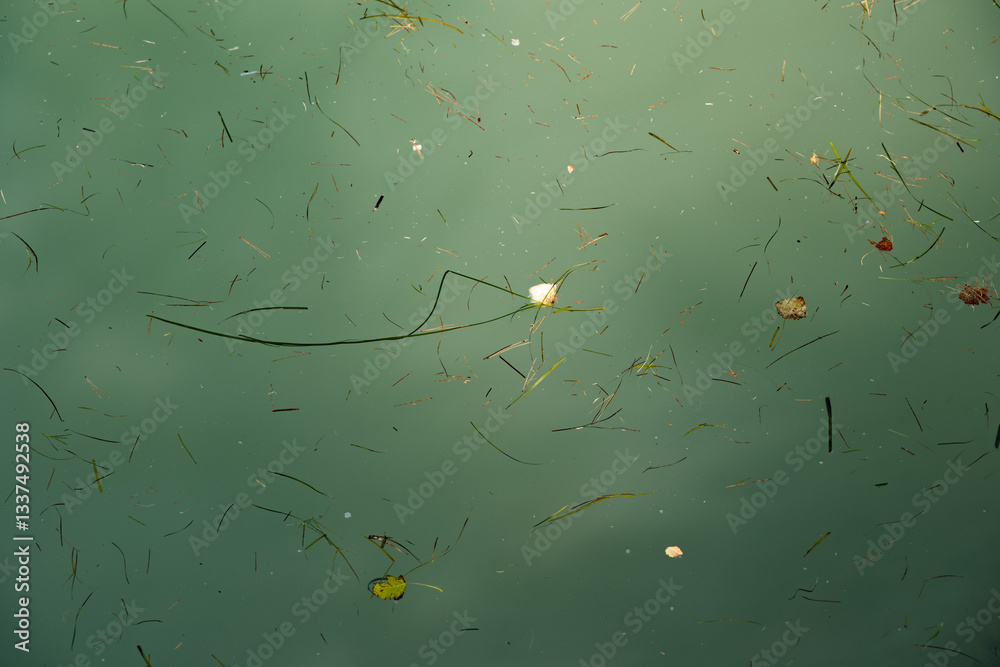 dettagli di una superficie di acqua di mare ferma, di colore azzurro-verde, illuminata dal sole, cosparsa da pezzi di alghe