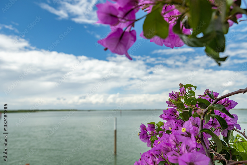 piante ornamentali coltivate in dei vasi in primo piano, con fiori viola, con un ambiente di mare di giorno, in estate, sullo sfondo
