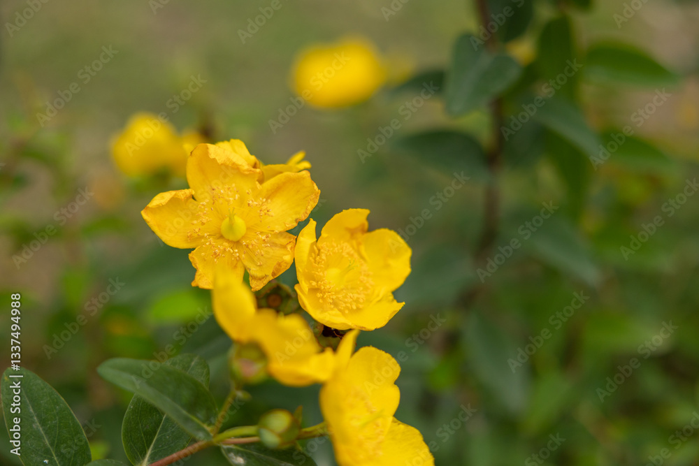 vista macro di una pianta con fiori color giallo