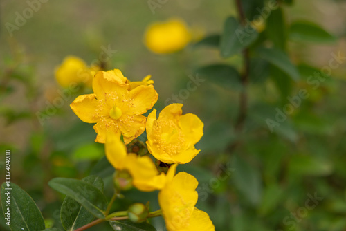 Obraz na płótnie vista macro di una pianta con fiori color giallo w salonie
