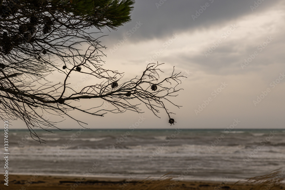 sagome scure di rami di un pino marittimo in primo piano con mare mosso all'arrivo di un temporale estivo e con cielo nuvoloso sullo sfondo
