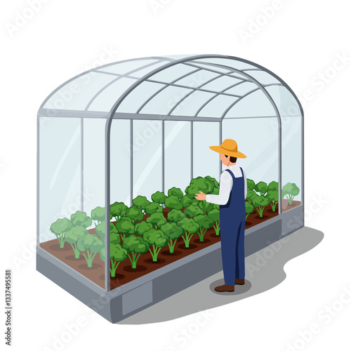 Gardener Inspecting Broccoli Plants Growing Inside Greenhouse Illustration