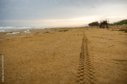 Obraz na płótnie traccia di copertone di bicicletta sulla sabbia bagnata di una spiaggia, che si estende in primo piano verso l'orizzonte w salonie