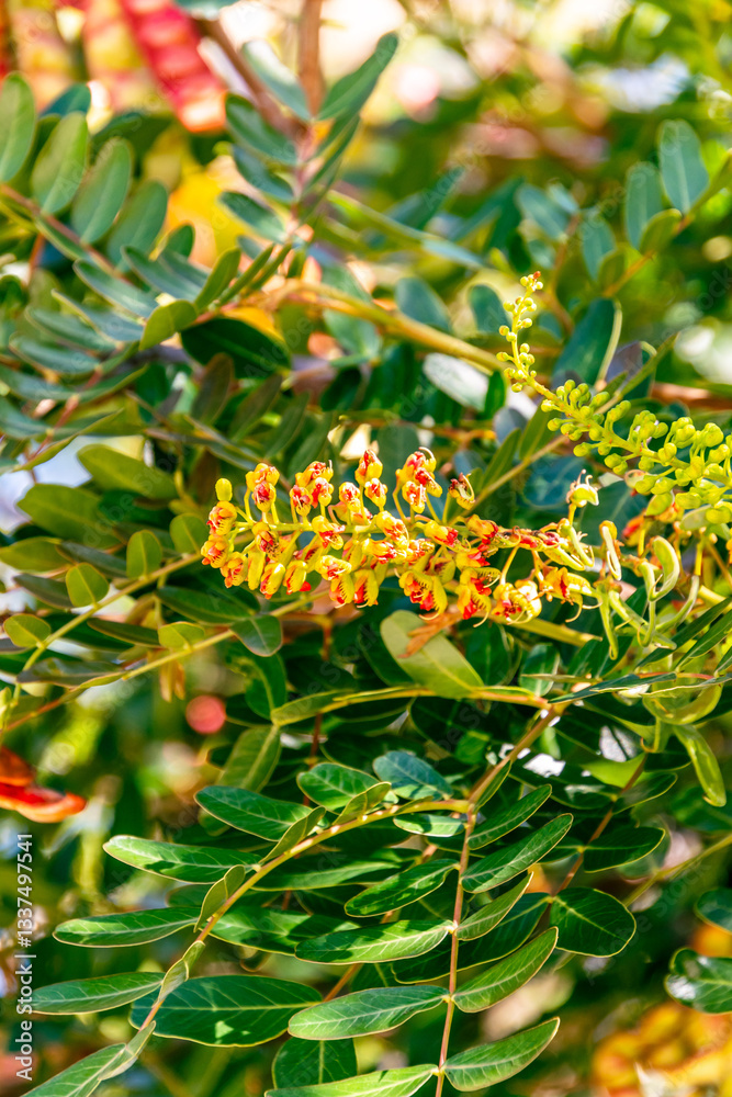 Obraz premium Caesalpinia spinosa pertenece a la familia Fabaceae.
