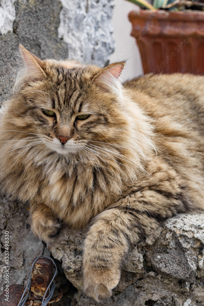 Portrait of a purebred cat lying on a stone. Portrait of a purebred cat lying on a stone.