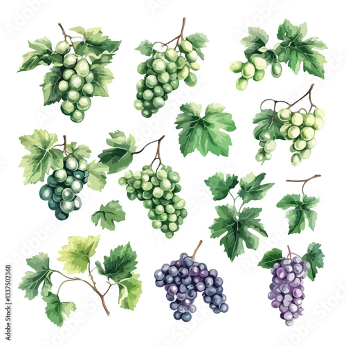 Isolated Grapevines with White Grape Clusters on Grapevine Set