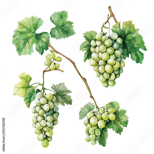 Isolated Grapevines with White Grape Clusters on Grapevine Set