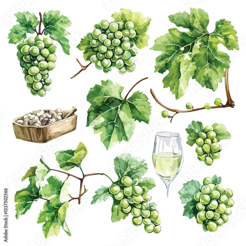 Isolated Grapevines with White Grape Clusters on Grapevine Set