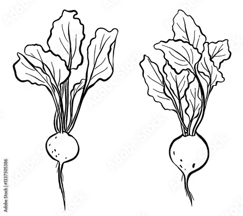 Beet Vegetable Vector Icon Set Line