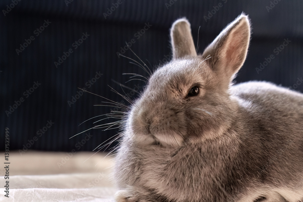 Obraz premium Gray rabbit sitting and gazing with calm and relaxed expression. Bunny fur appears fluffy and well-groomed, with long whiskers extending from its small face. Pet care and companionship